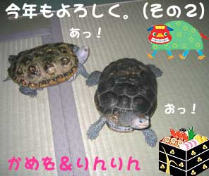 かめを＆りんりん