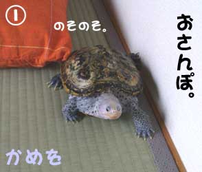 かめを