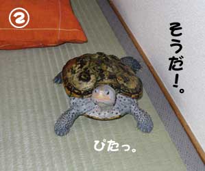 かめを