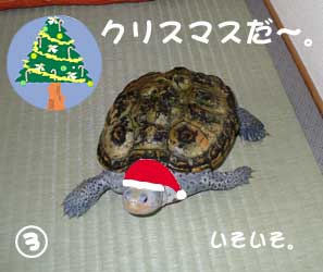 かめを