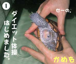 かめを