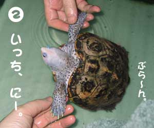 かめを