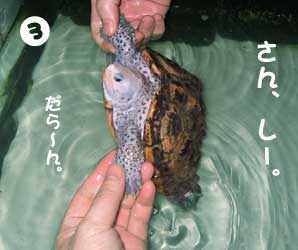 かめを