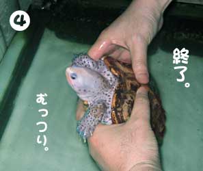 かめを
