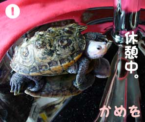かめを