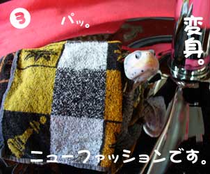 かめを