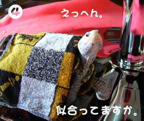 かめを