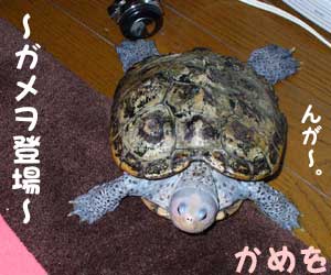 かめを
