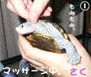 さく