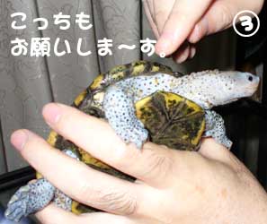 さく