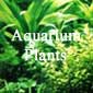 Aquarium Plants